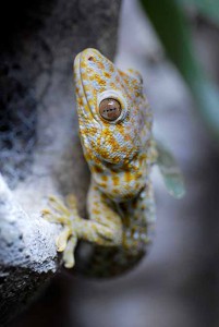 nyhet_sekundar_tokay-gecko,-Jesper-Flygare